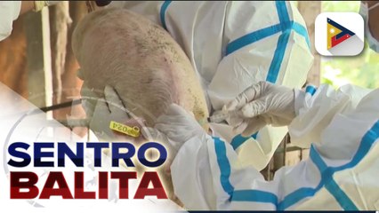 D.A., magsisimula nang magbakuna vs. ASF sa mga lugar na walang aktibong kaso