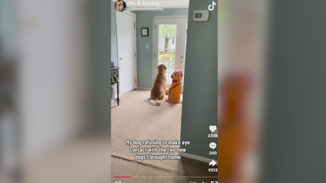 Pone dos muñecos de perros con adornos navideños al lado de su Golden Retriever y se arma el belén