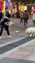 HIGH MAINTENANCE DOG! #animals #pets #cute #shorts