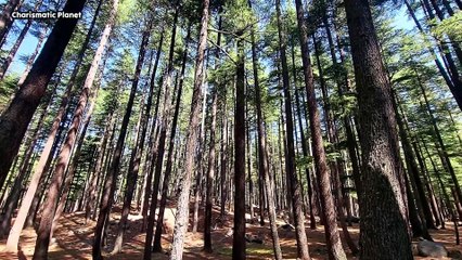 Ushu Forest Kalam