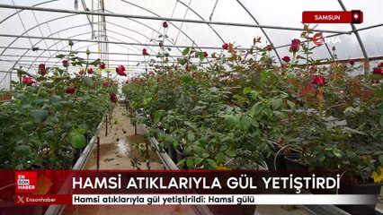 Samsun'da hamsi atıklarıyla gül yetiştirildi: Hamsi gülü