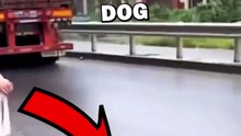 DOG HIT BY CAR SAVED! #animals #animalstories #animalrescue #cute #pets #shorts