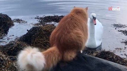 Le chat observe le cygne s'approcher : 118K personnes font fausse route sur qui craquera le premier (vidéo)