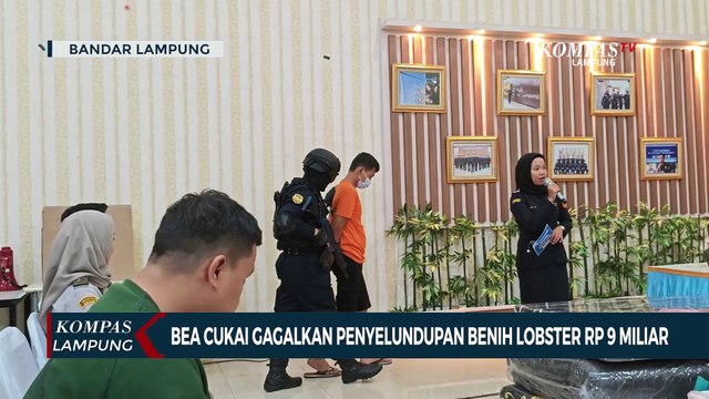 Bea Cukai Gagalkan Penyelundupan Benih Lobster Senilai Rp9 Miliar