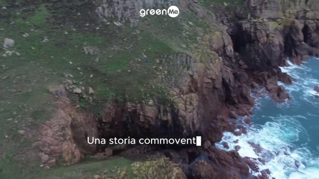 Il commovente salvataggio di un cane bloccato su una scogliera