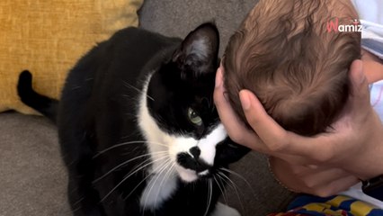 Katze lernt das Baby kennen: Mutter war auf die Reaktion nicht vorbereitet (Video)