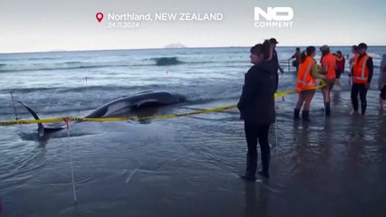 تصاویری از  نیوزیلند؛ سی نهنگ خلبان گرفتار در ساحل نجات داده شدند