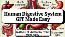 Introduction to the Gastrointestinal Tract (GIT) | Complete Overview of GIT Parts
