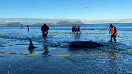 Rescatan A Más De 30 Ballenas Encalladas En Nueva Zelanda