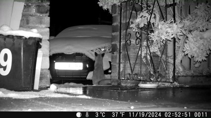 Watch moment adorable fox plays in the snow on Yorkshire photographer's brand new car