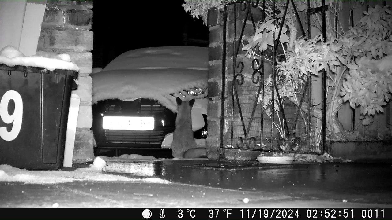 Watch moment adorable fox plays in the snow on Yorkshire photographer's brand new car