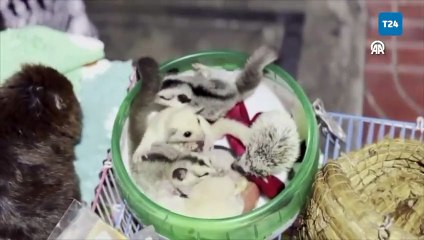 Nesli tükenmekte olan “yavaş Loris” Bangkok sokaklarında