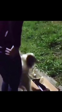 Perrita pidió ayuda a policías para que ayuden a unos cachorros abandonados