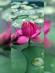 Beauty of lotus