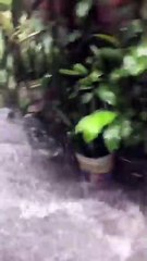 Alagamento no Engenho Velho de Brotas