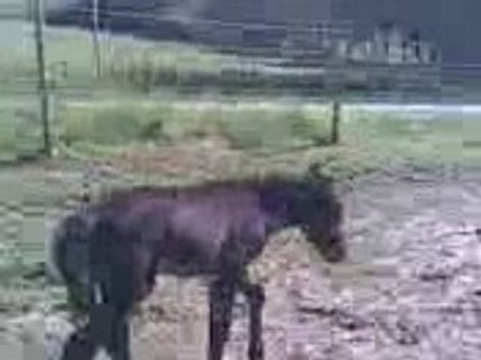 UDONIA