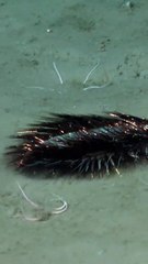 La curiosa criatura con supuesto aspecto “alienígena” que filmaron en el fondo del mar