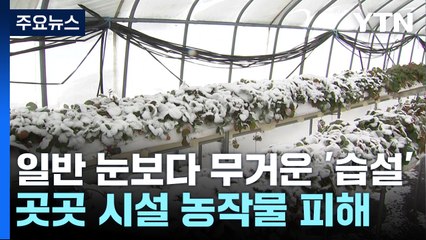 일반 눈보다 3배 무거운 '습설'...곳곳 시설 농작물 피해 / YTN