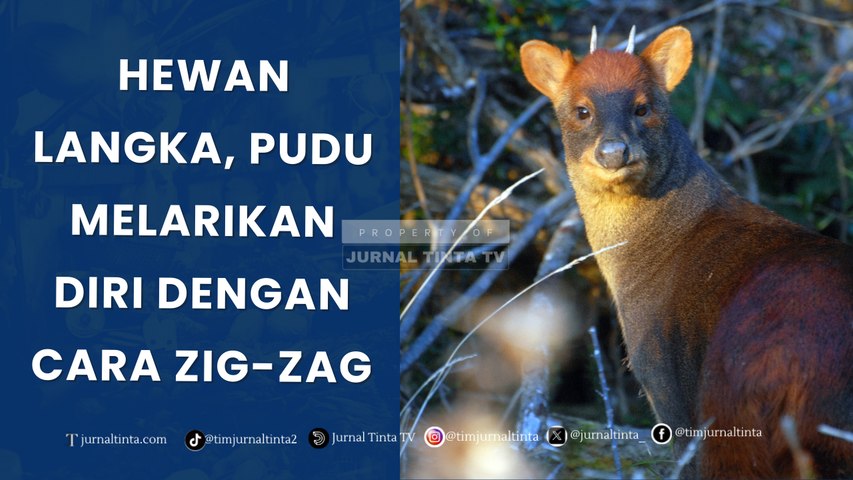 Mengenal Pudu, Hewan Paling Langka di Dunia, Rusia Kecil ini Punya ...