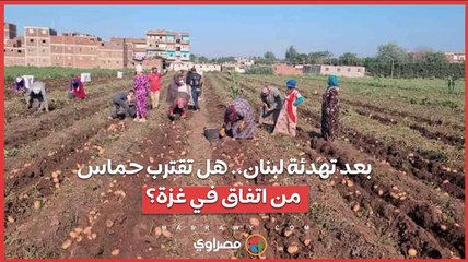 صفية وكارا وبرم وأريزونا.. شاهد فرحة مزارعي المنيا بحصاد محصول البطاطس