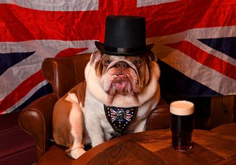 Nelson the Great British Bulldog is becoming quite a local celebrity!