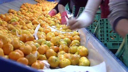 Bakan Yumaklı: O ürün imha ediliyor, asla izin vermiyoruz