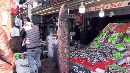 Amasya'da oltaya dev av takıldı, tezgahta görenler gözlerine inanamadı