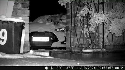 Playful fox slides around in thick snow on Halifax man’s car