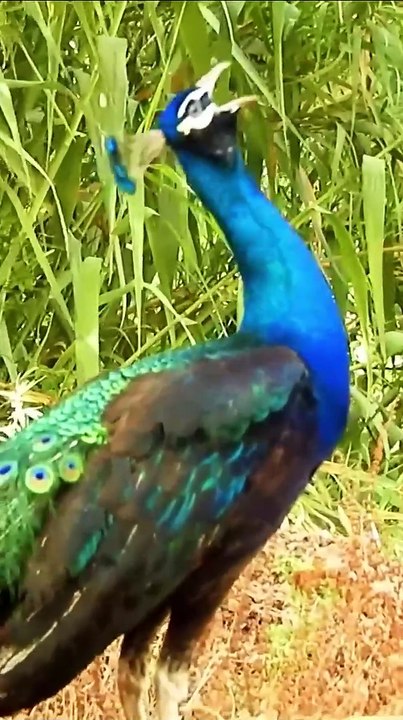 Peecook a beautiful bird 🐦