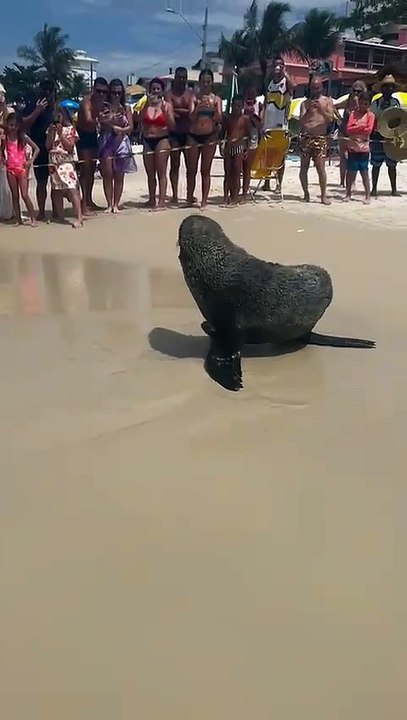 Lobo-marinho dá show de simpatia, tira soneca na praia e faz tour por cidades de SC