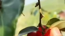 siLver berry fruit
