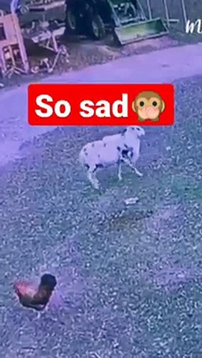 😱😱 So Sad Male Goat 🐐 Attack on a little boy