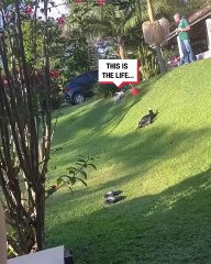 This dog has found his own entertainment sliding down a grassy slope 😂🐶