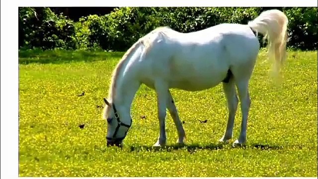 Animals and Birds Names| Animals Names in English| Birds Names in English #minicartoontv12