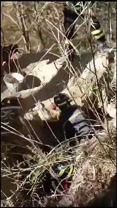 Intrappolati nel cunicolo, i cani salvati dai vigili del fuoco