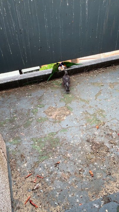 #Brave #Pigeon