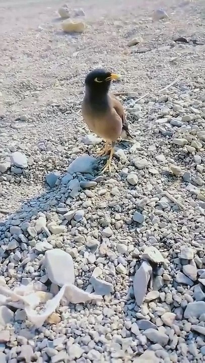 طائر 🐦 المينا الخطير والغريب!!