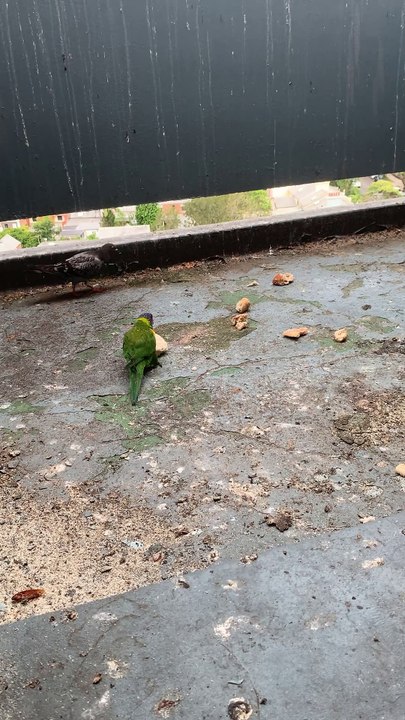 #A pigeon tosses center free bread up, and it lands on its neck like a necklace