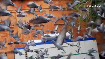 O segredo para o futuro da aviação pode estar na natureza