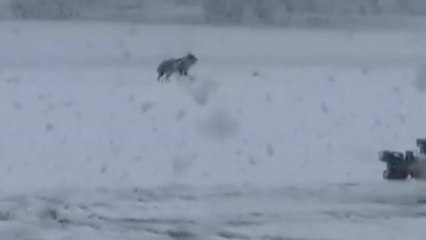 [나우쇼츠] 항공기서 탈출한 개를 잡아라! / YTN