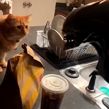 Cute kitties #kitties