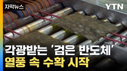 [자막뉴스] 첫 단추 꿴 '검은 반도체' 산업...해외서 각광 / YTN