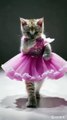 cat fashion show _fashionshow _cat _fashion(360P)