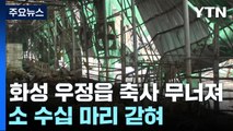 축사 무너져 소 수십 마리 고립...시설물 피해 잇따라 / YTN