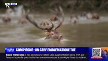 “L’Indien”, cerf emblématique de la forêt de Compiègne a été tué lors d'une chasse à courre