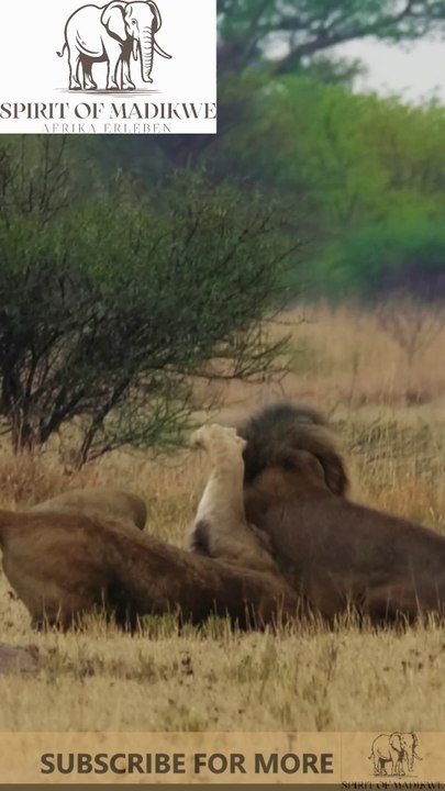 savage lion battle "the end of a King"