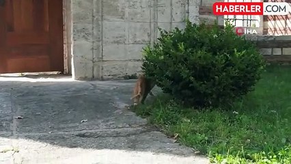 Köpeklerin Dron Kovalamaca Şovu Gülümsetti