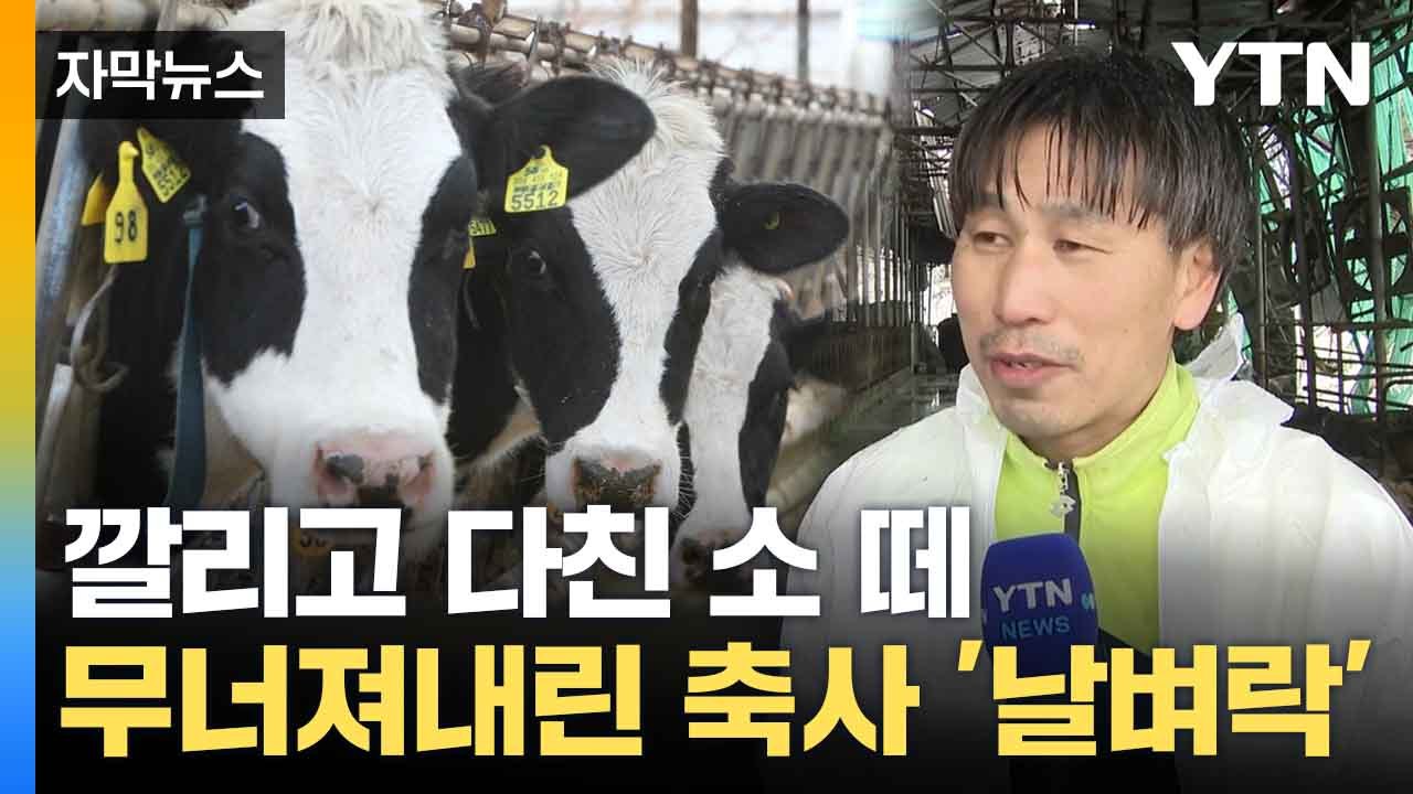 [자막뉴스] "40년 만에 처음"... 축사 주인도 처음 본 광경 / YTN