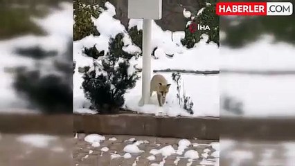 Gümüşhane'nin Maskotu Tilki 'Boncuk' Kediyle Oynarken Görüntülendi