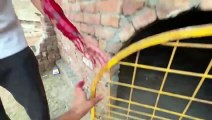 shehar mein dehat ep 98 2024 animal mini zoo Lion Ny Hamla Kr Diya Turab Pr